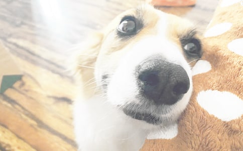 ���Ƽ���С��Сѧ������ƪ