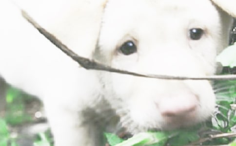 С��Сѧ����9ƪ��ͨ�ã�