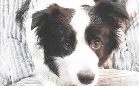 ���Ƽ���С��Сѧ���Ļ�����ƪ