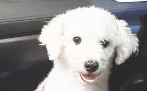 ����С��Сѧ���Ļ���10ƪ