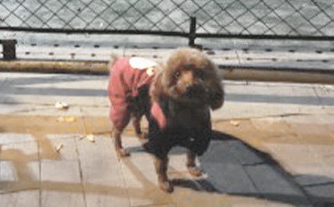 С��Сѧ����6ƪ�����㣩