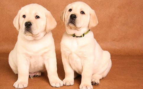 [����]С��Сѧ����8ƪ