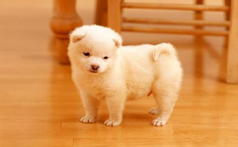 小狗小学作文优秀(10篇)