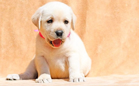 ��������С��Сѧ����8ƪ