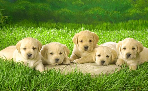 �й�С��Сѧ����600�ֺϼ�7ƪ