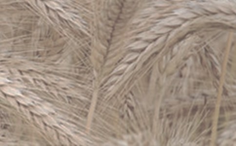 小班美术:好玩的小麦管