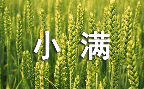 小满节气活动教案