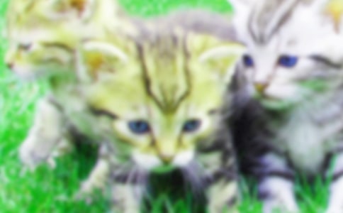 ��ѡСèСѧ���Ľ���8ƪ