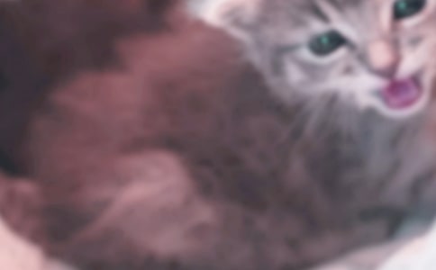 小猫小学作文【经典15篇】