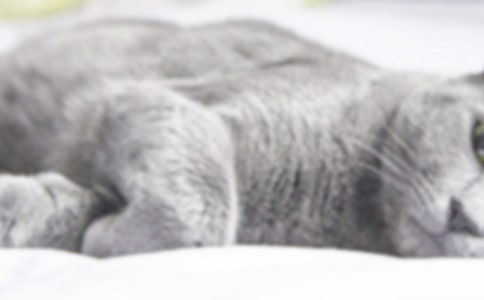 СèСѧ����