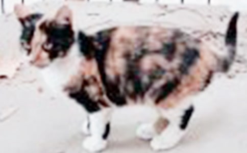 小学生动物日记:可爱的小猫咪