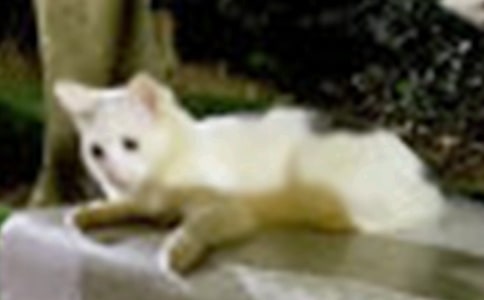 ����СèСѧ������ƪ