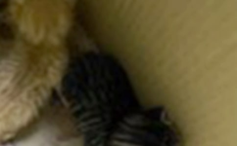 [ʵ��]СèСѧ����