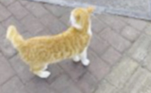 关于小猫小学作文汇编六篇