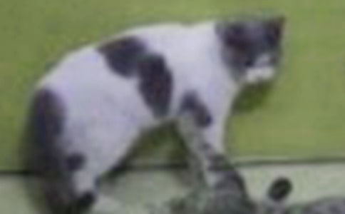 Сè���꼶����15ƪ�����ţ�