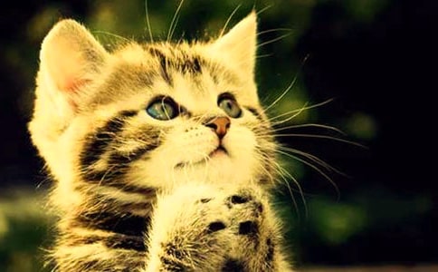 ʵ�õ�СèСѧ���Ļ��ܰ�ƪ