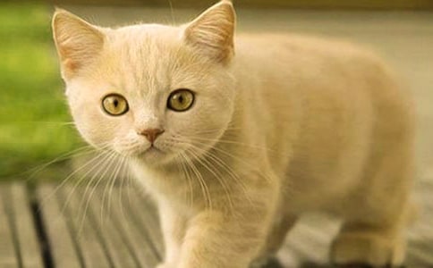 ����ѡ��СèСѧ���Ļ��10ƪ