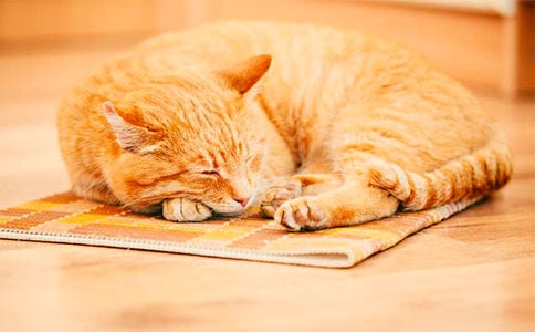 ����ѡ��СèСѧ���Ļ���ʮƪ