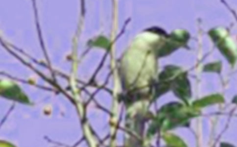 С������а������̰�