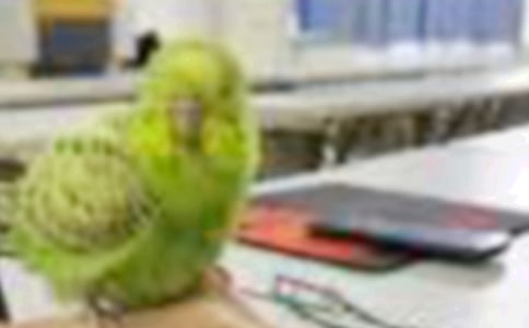 �а�̰���С�����������˼