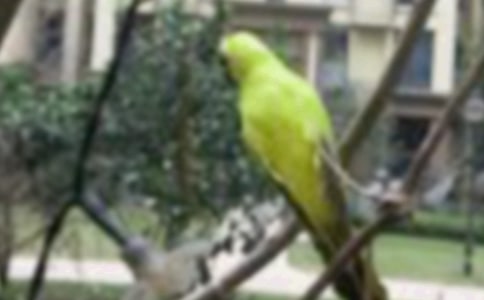 ����Ʒ�����꼶С���������ƪ