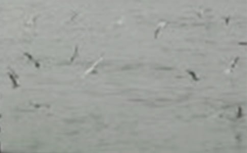 ����С��ļҽ̰�