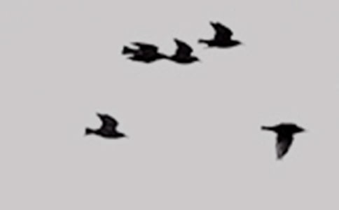 ����С��ؼҡ��а�̰�