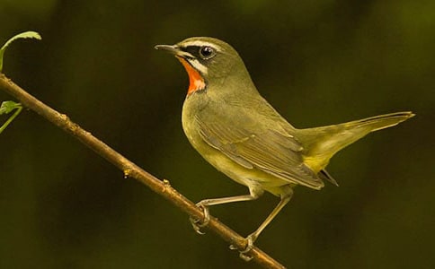 小鸟的日记15篇