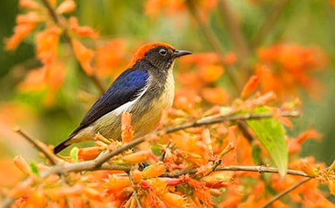 小鸟的日记(15篇)