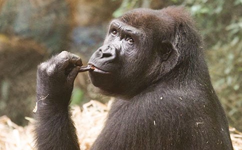 ����ѧ�̰�,�����浹��