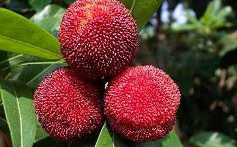 ��÷��ժ��