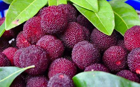 我爱故乡的杨梅 教案教学设计