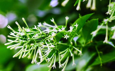 ��дҹ������ռ�