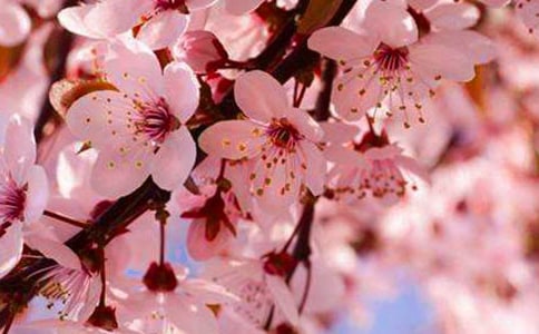 ��ʢ����ӣ�����¡������