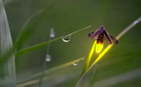 ��ө��桷�̰�