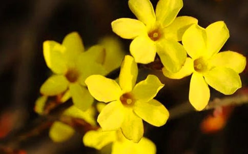 ��������ӭ����Сѧ����5ƪ