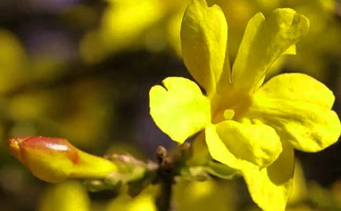 ��ѡӭ����Сѧ���ĺϼ�6ƪ