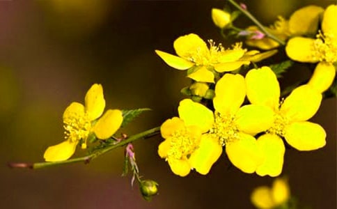 ����ѡ��ӭ����Сѧ���Ļ���6ƪ