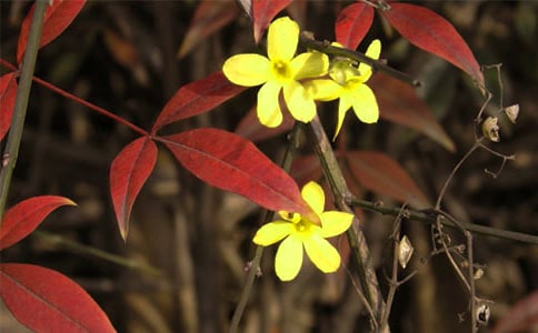 有关迎春花小学作文合集9篇