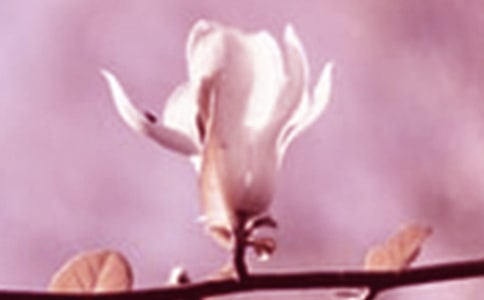 ��ʵ�á����������꼶����300����ƪ