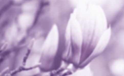 有关玉兰花四年级作文汇编8篇