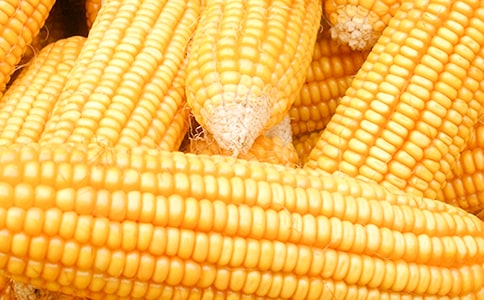 ���ײɹ���ͬ9ƪ