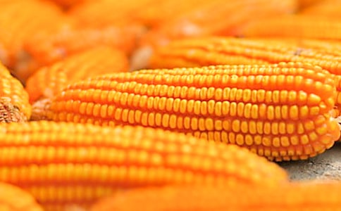 ���׹�����ͬ(�ϼ�15ƪ)