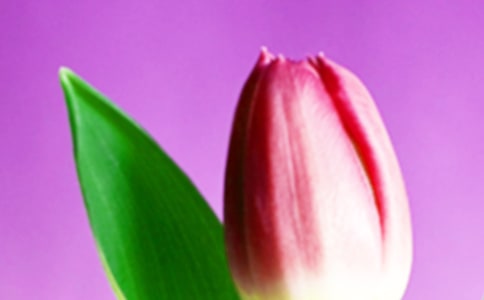 郁金香小学作文