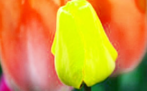 ���ֽ���̰���������