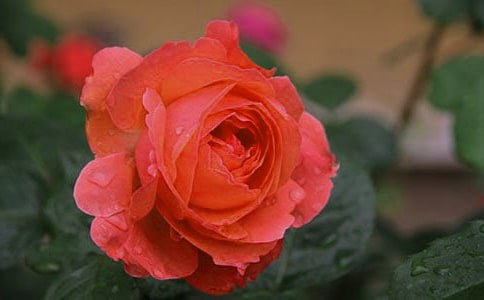 �¼�Сѧ����15ƪ