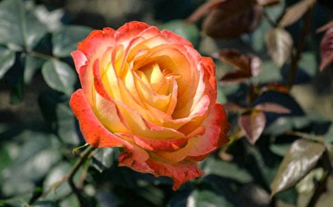 月季花观察日记