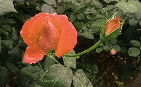 ��ѡ�¼������꼶���Ľ�����ƪ