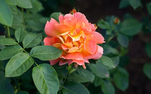 �¼������ռ�3ƪ