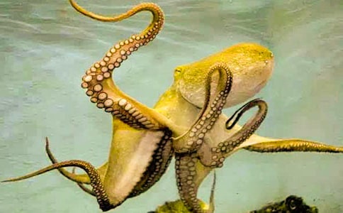 �а������̰������ֵ�����̰�����ѧ��˼